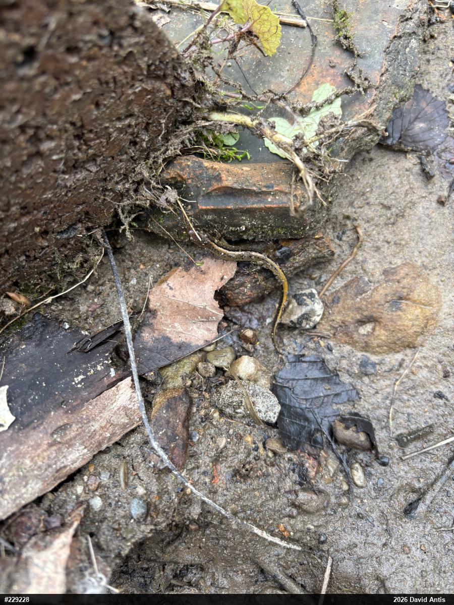Northern Two-lined Salamander