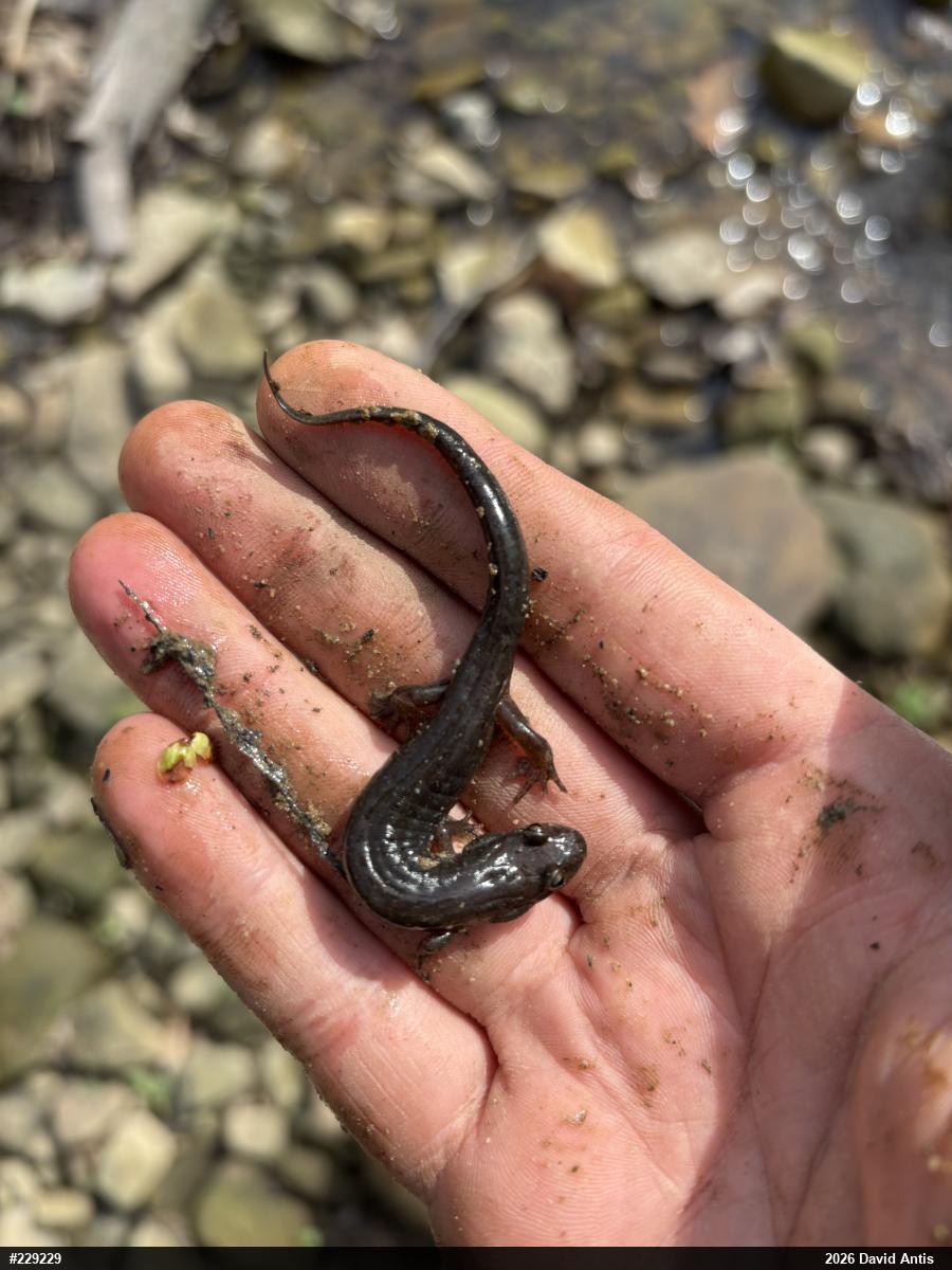 Allegheny Mountain Dusky Salamander