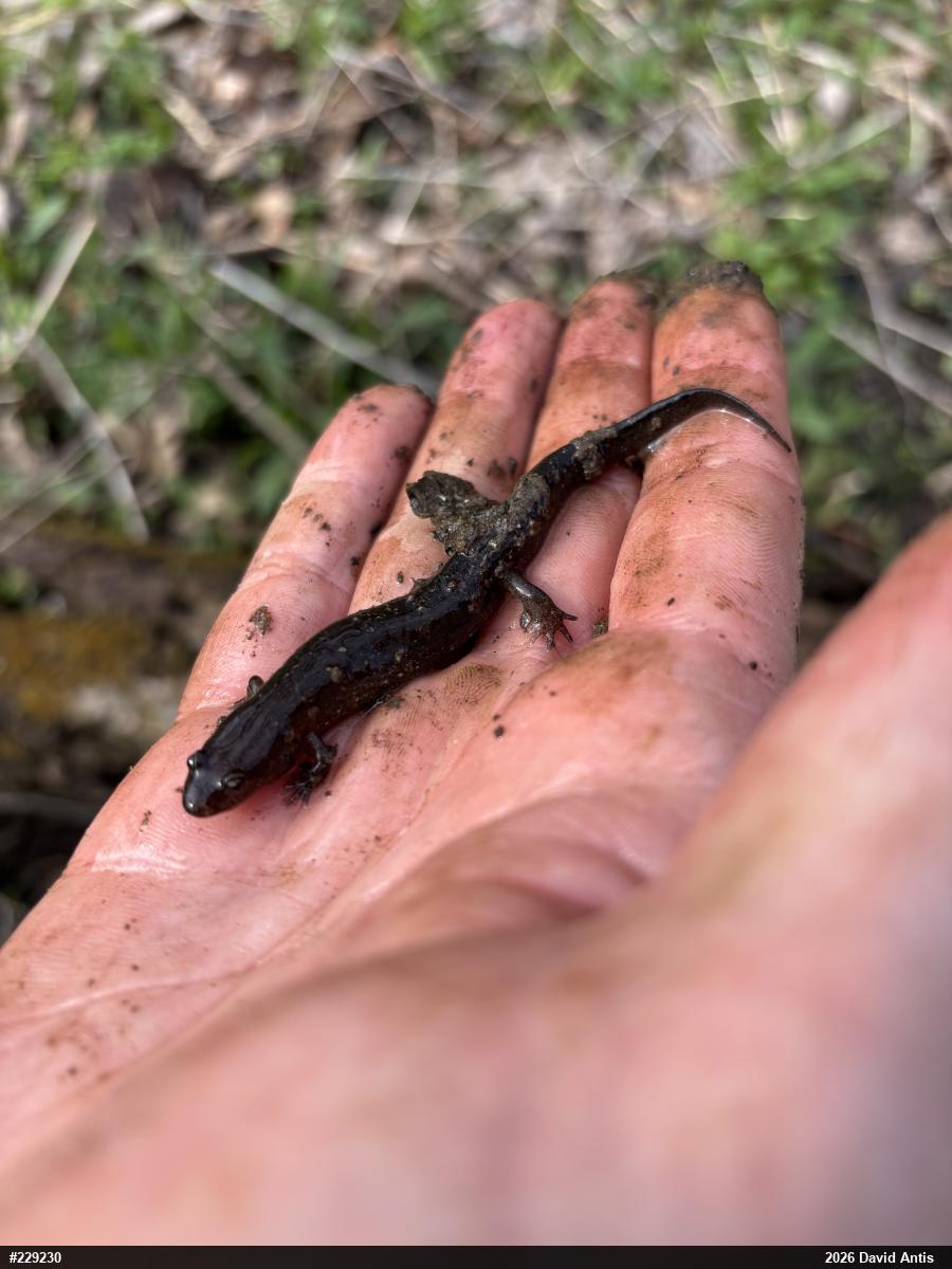 Northern Dusky Salamander