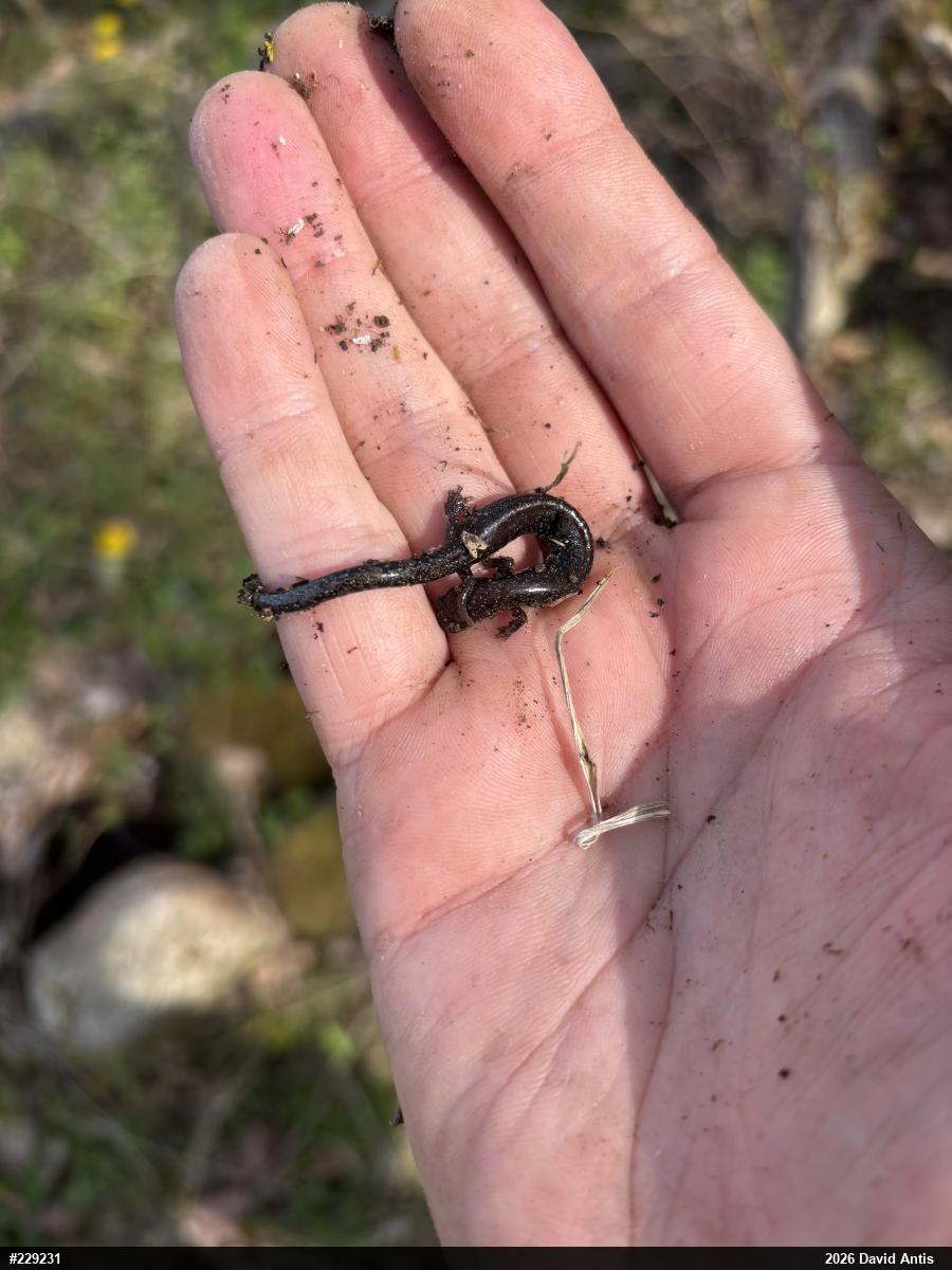 Northern Ravine Salamander