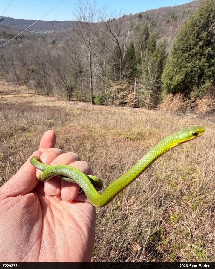 Smooth Greensnake