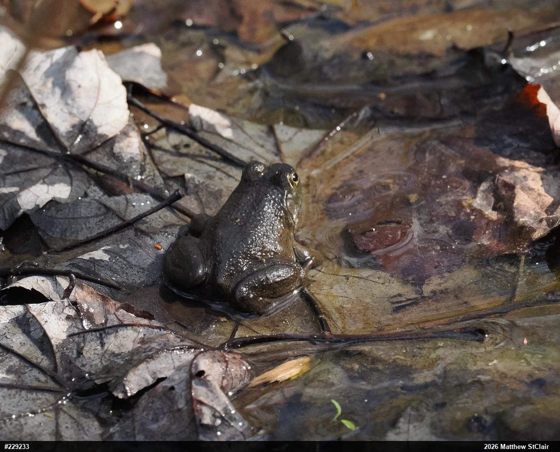 American Bullfrog