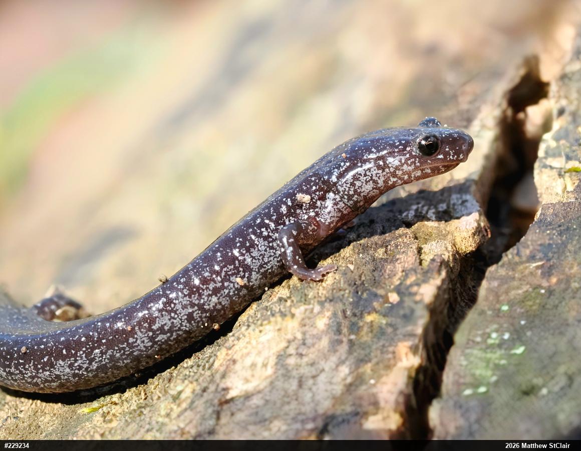 Northern Ravine Salamander