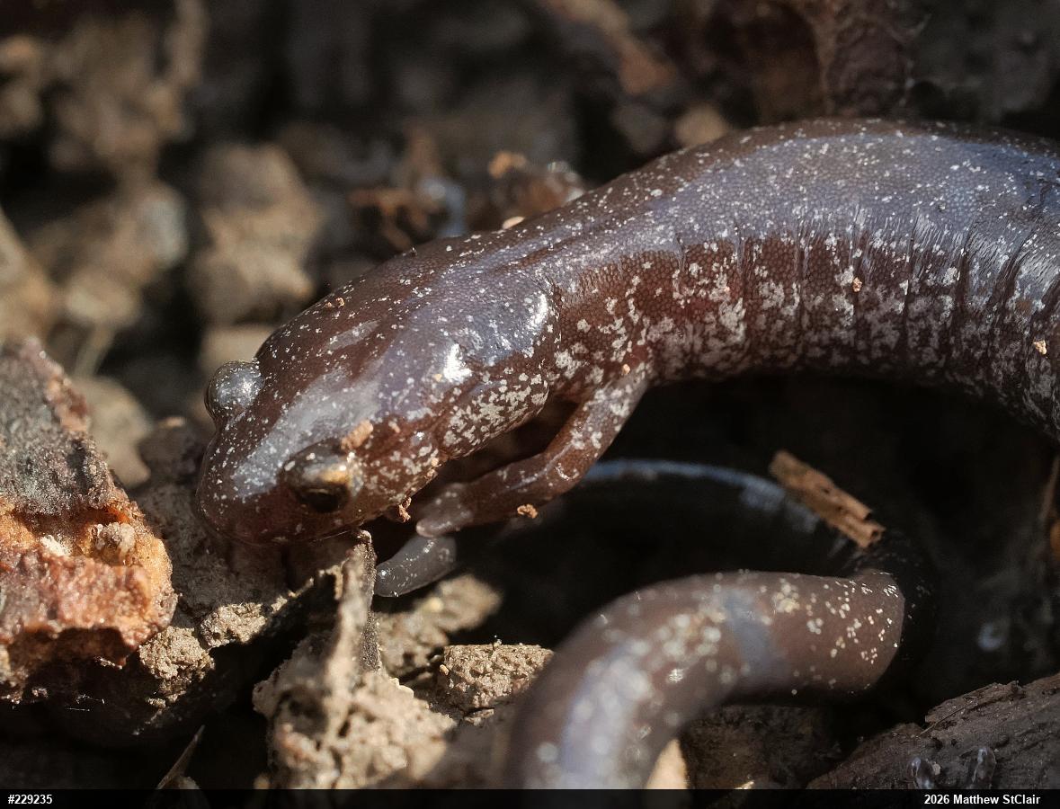 Northern Ravine Salamander
