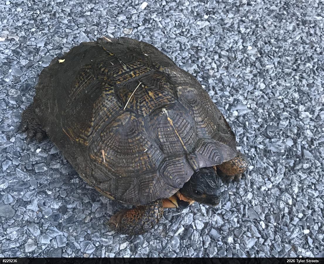 Wood Turtle