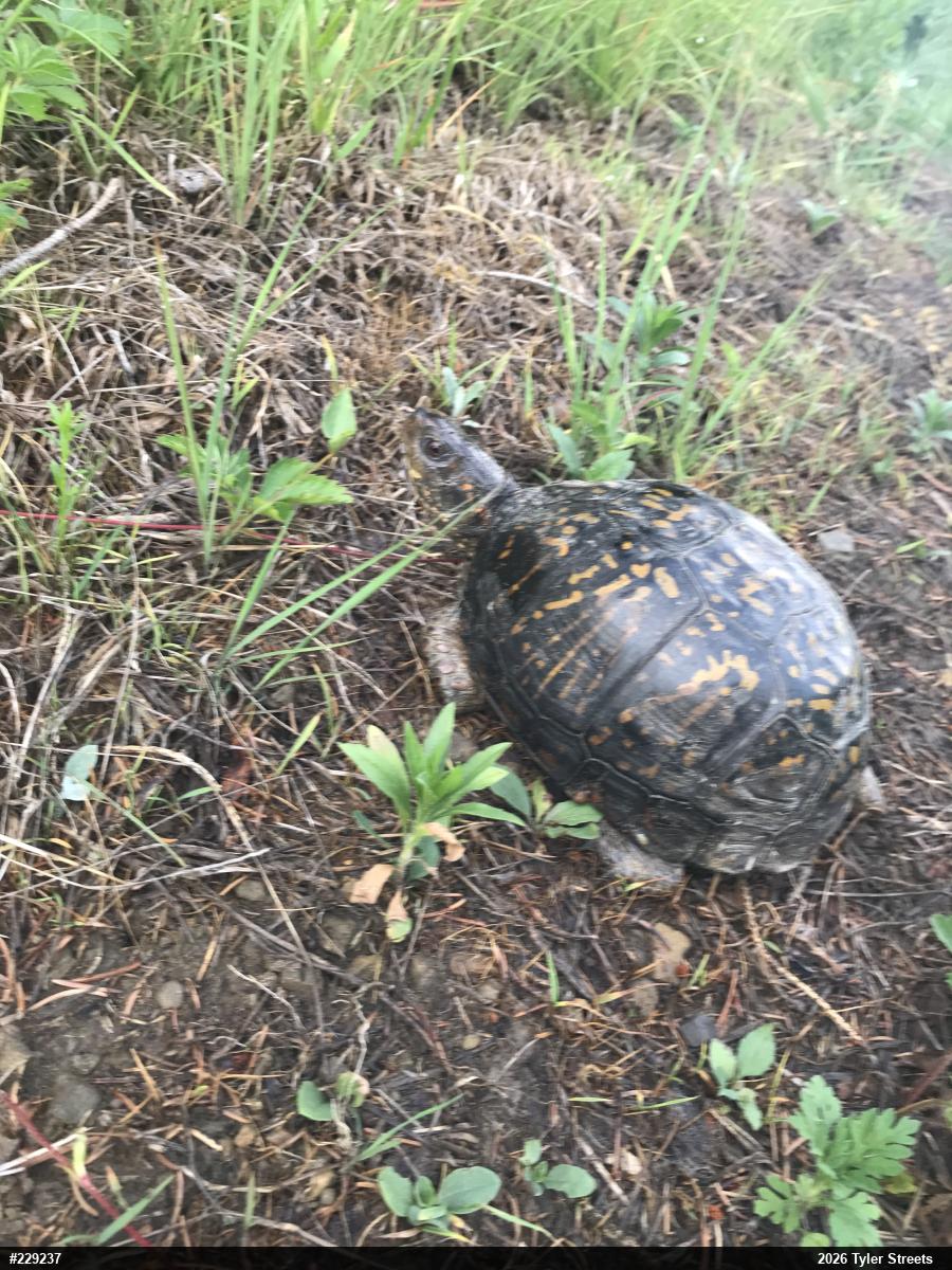 Eastern Box Turtle