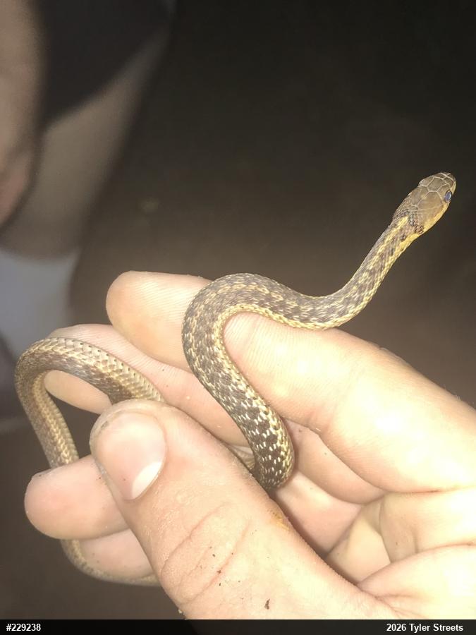 Eastern Gartersnake