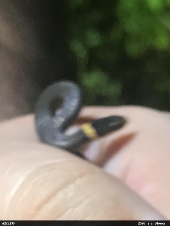 Northern Ring-necked Snake