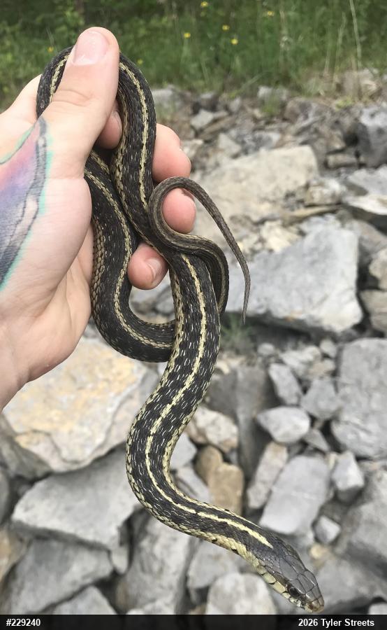 Eastern Gartersnake