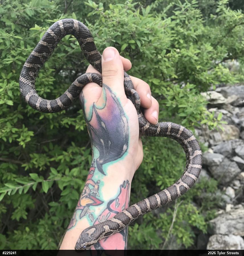 Eastern Milksnake