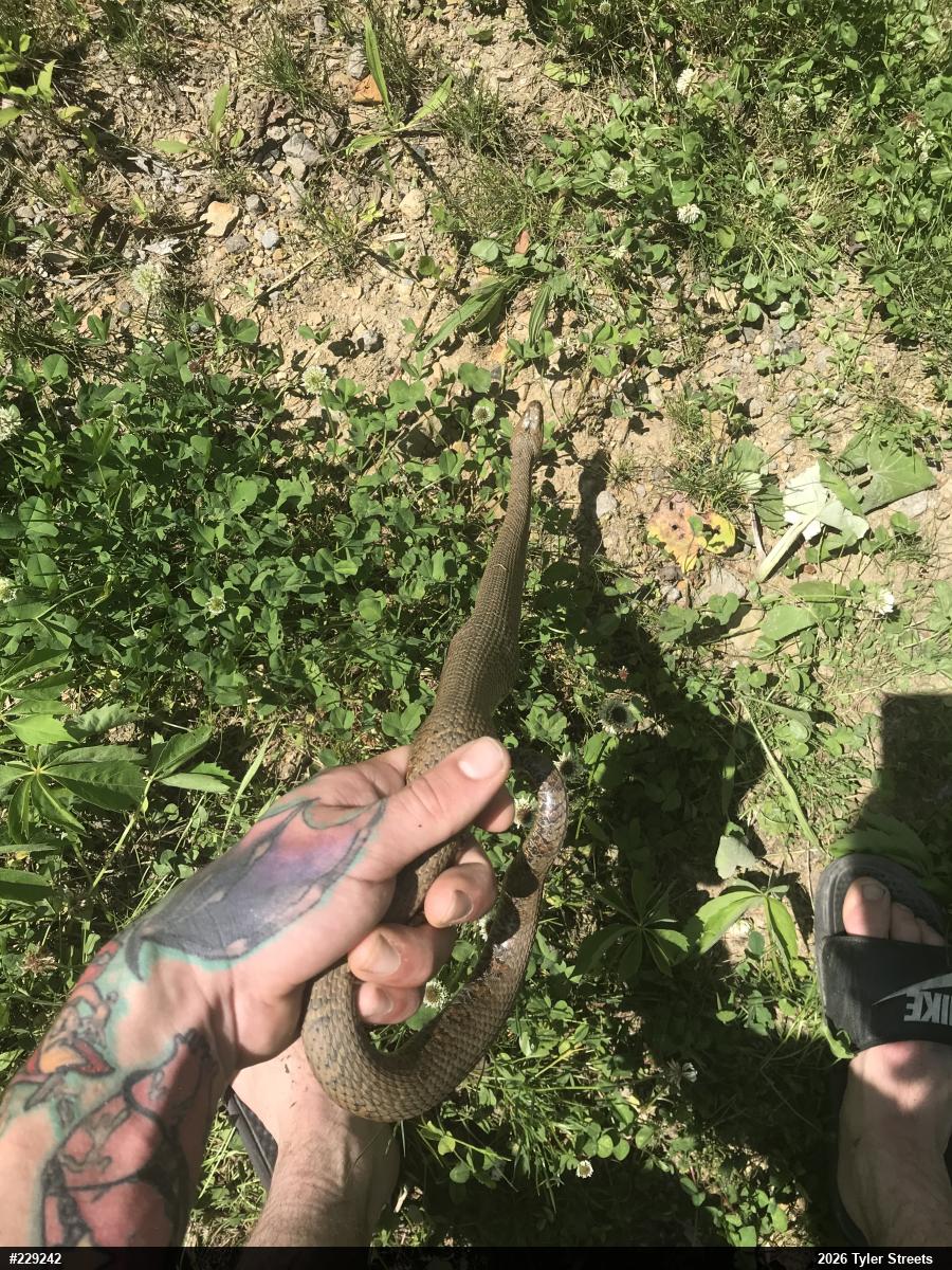 Northern Watersnake