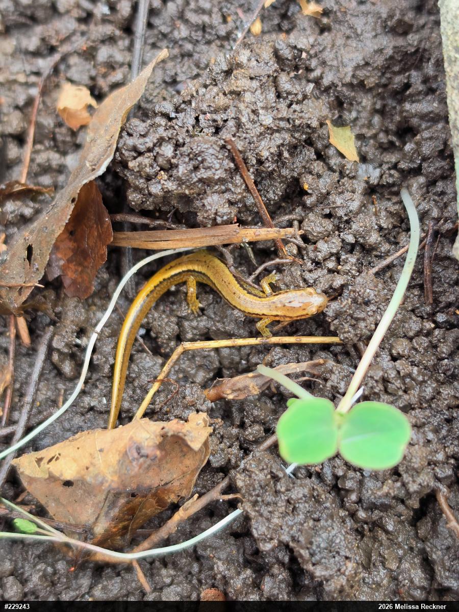 Northern Two-lined Salamander