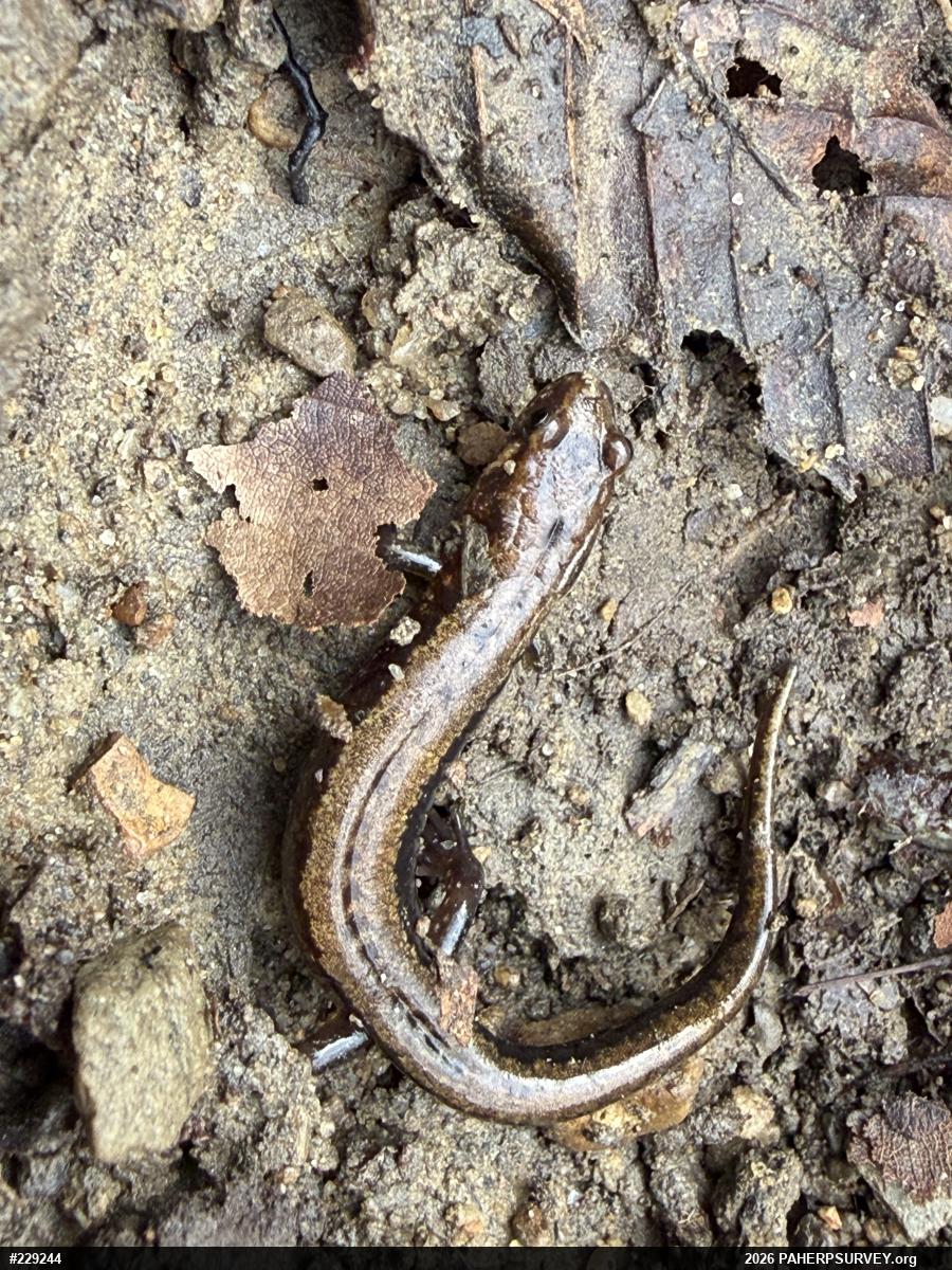 Allegheny Mountain Dusky Salamander