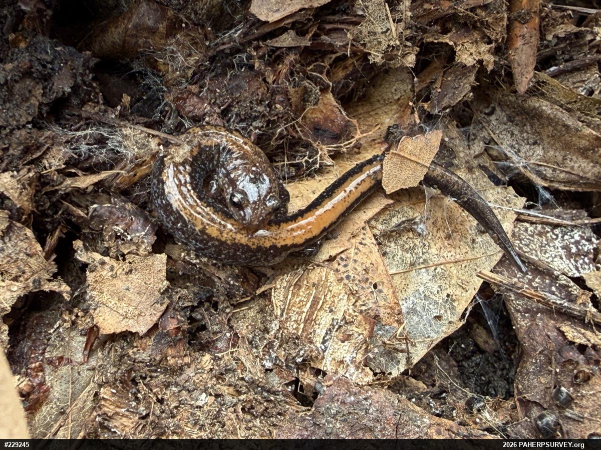 Eastern Red-backed  Salamander