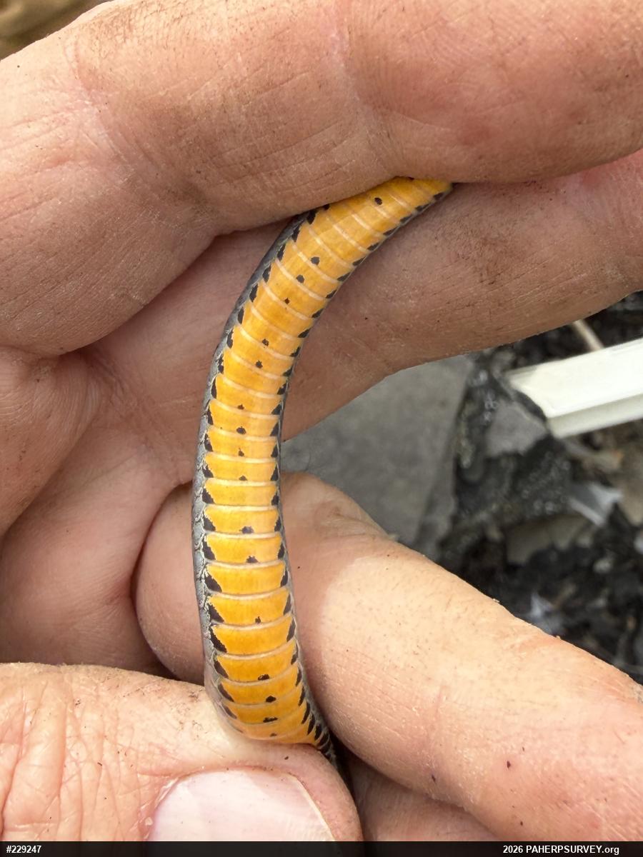 Northern Ring-necked Snake