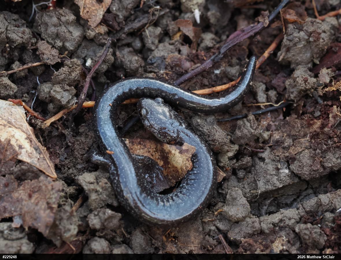 Northern Ravine Salamander