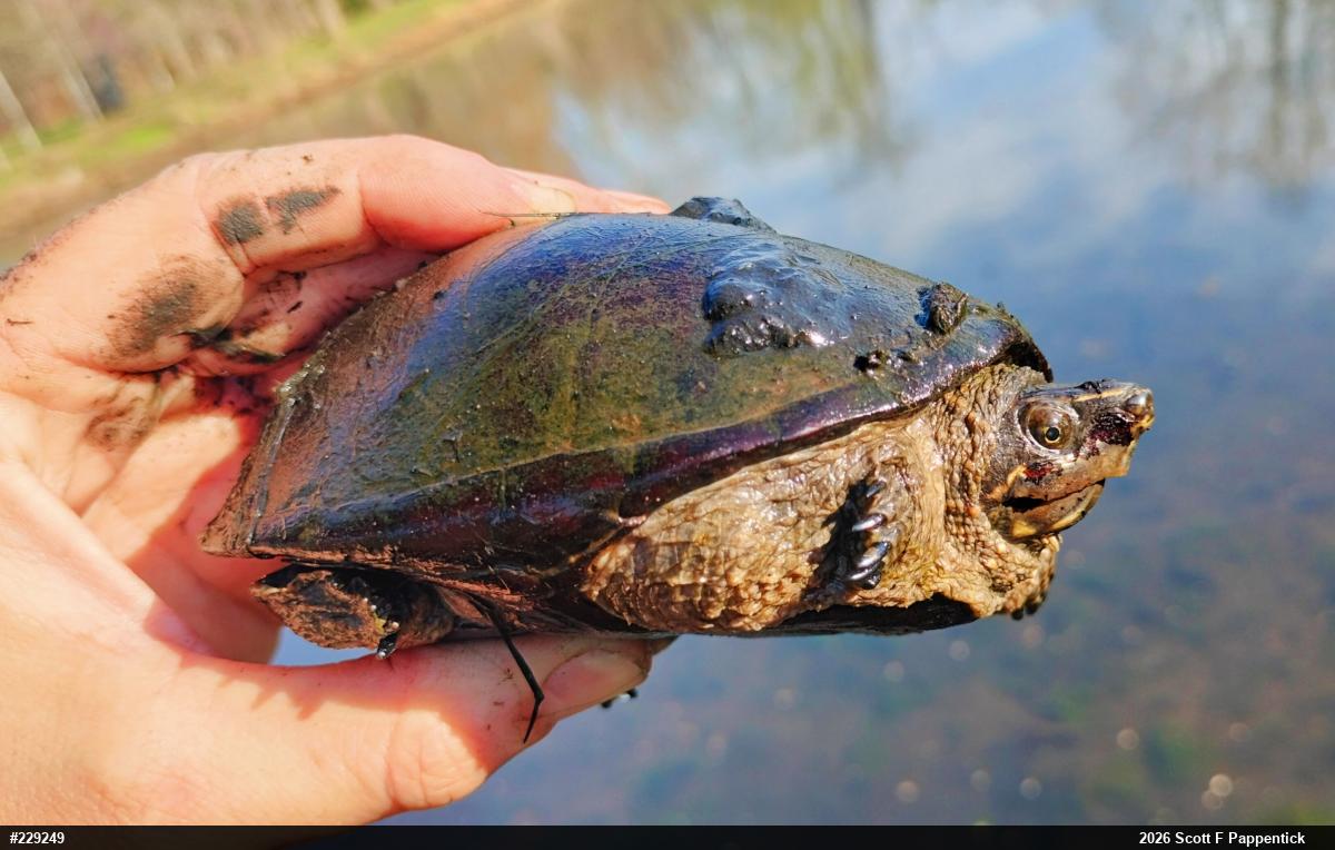 Eastern Musk Turtle