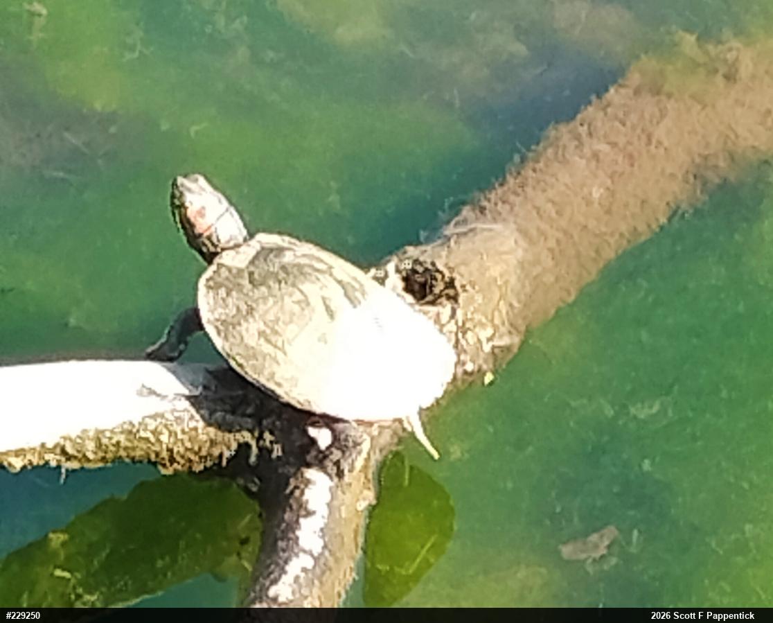 Red-eared Slider