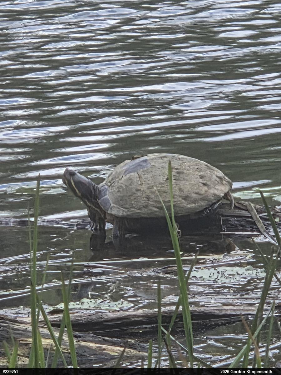 Red-eared Slider