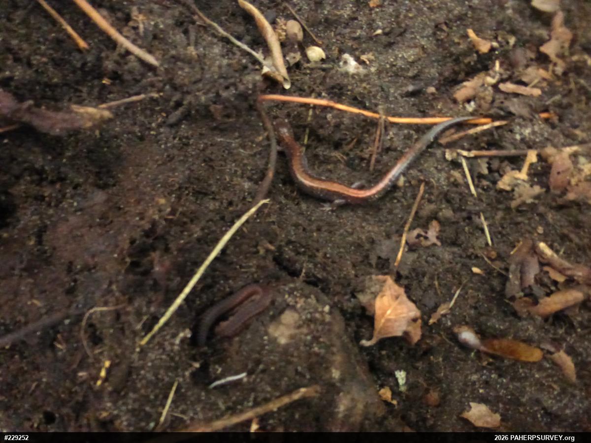 Eastern Red-backed  Salamander