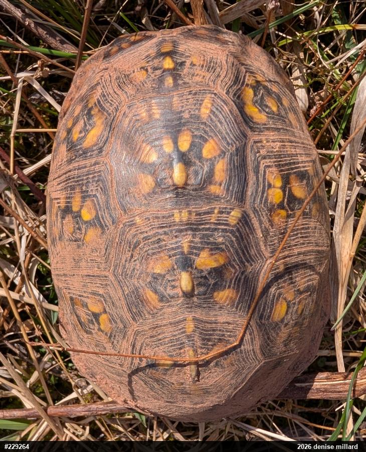 Eastern Box Turtle