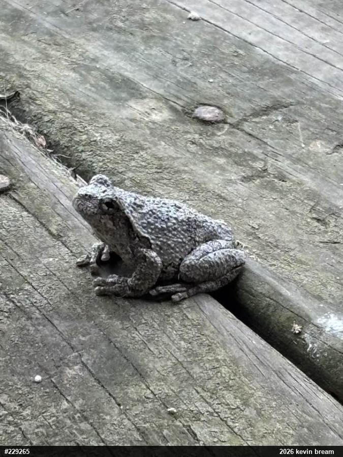 Unknown Gray Treefrog