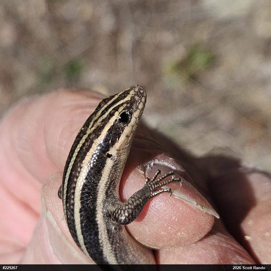 Common Five-lined Skink