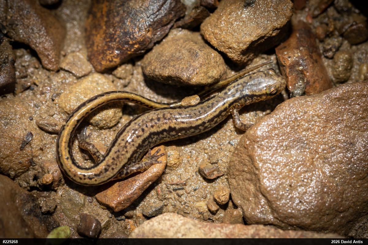 Northern Two-lined Salamander