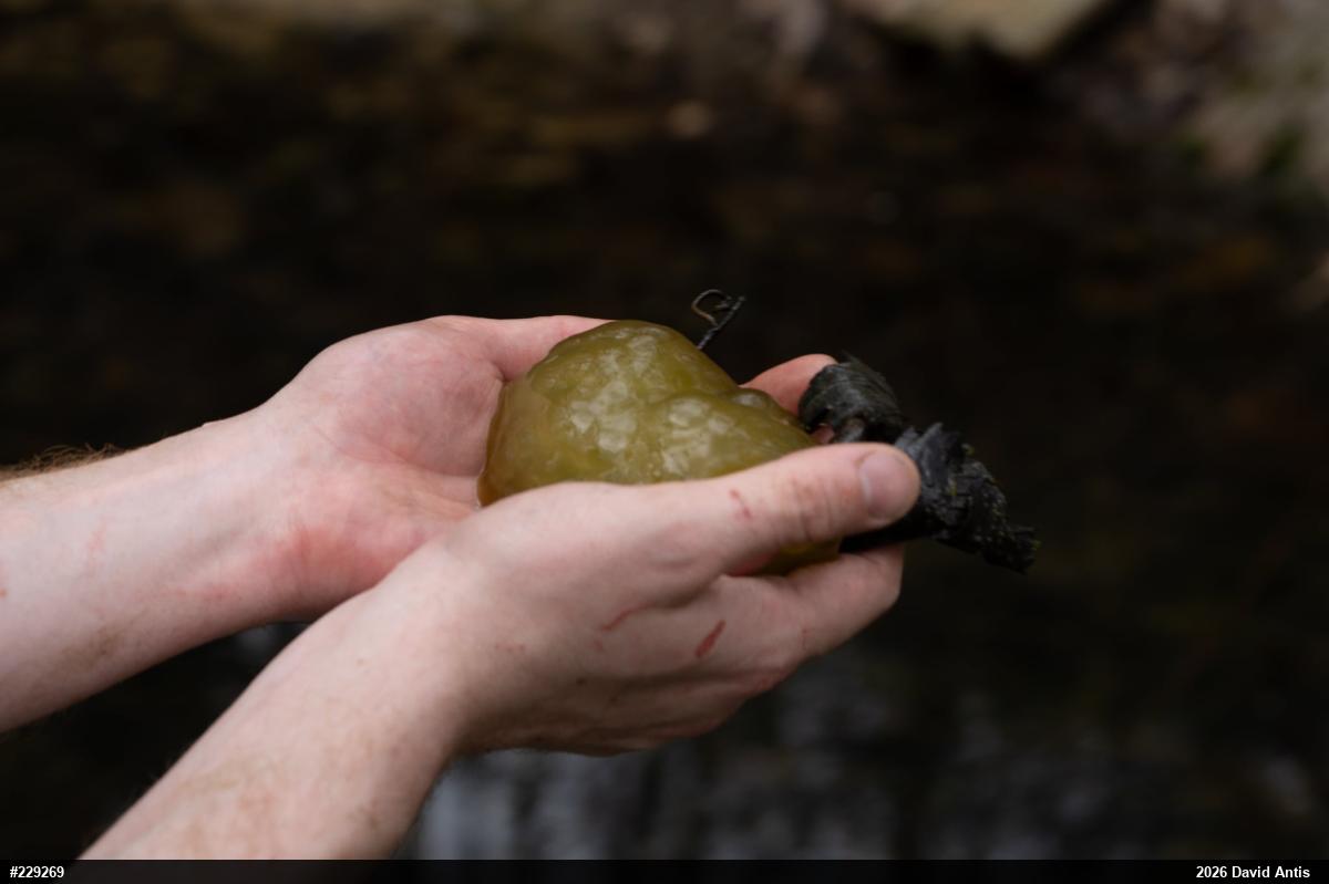 Spotted Salamander