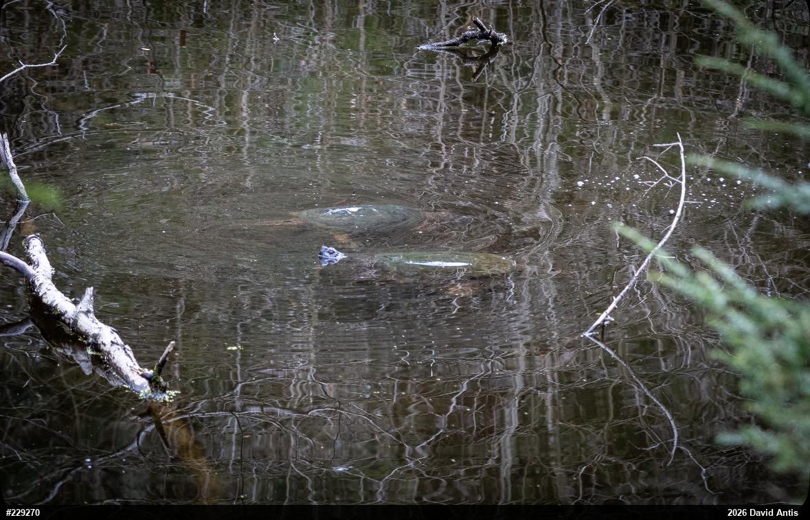 Snapping Turtle