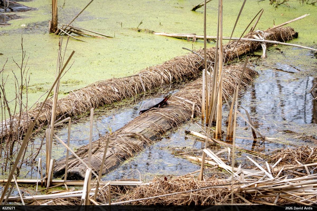 Painted Turtle