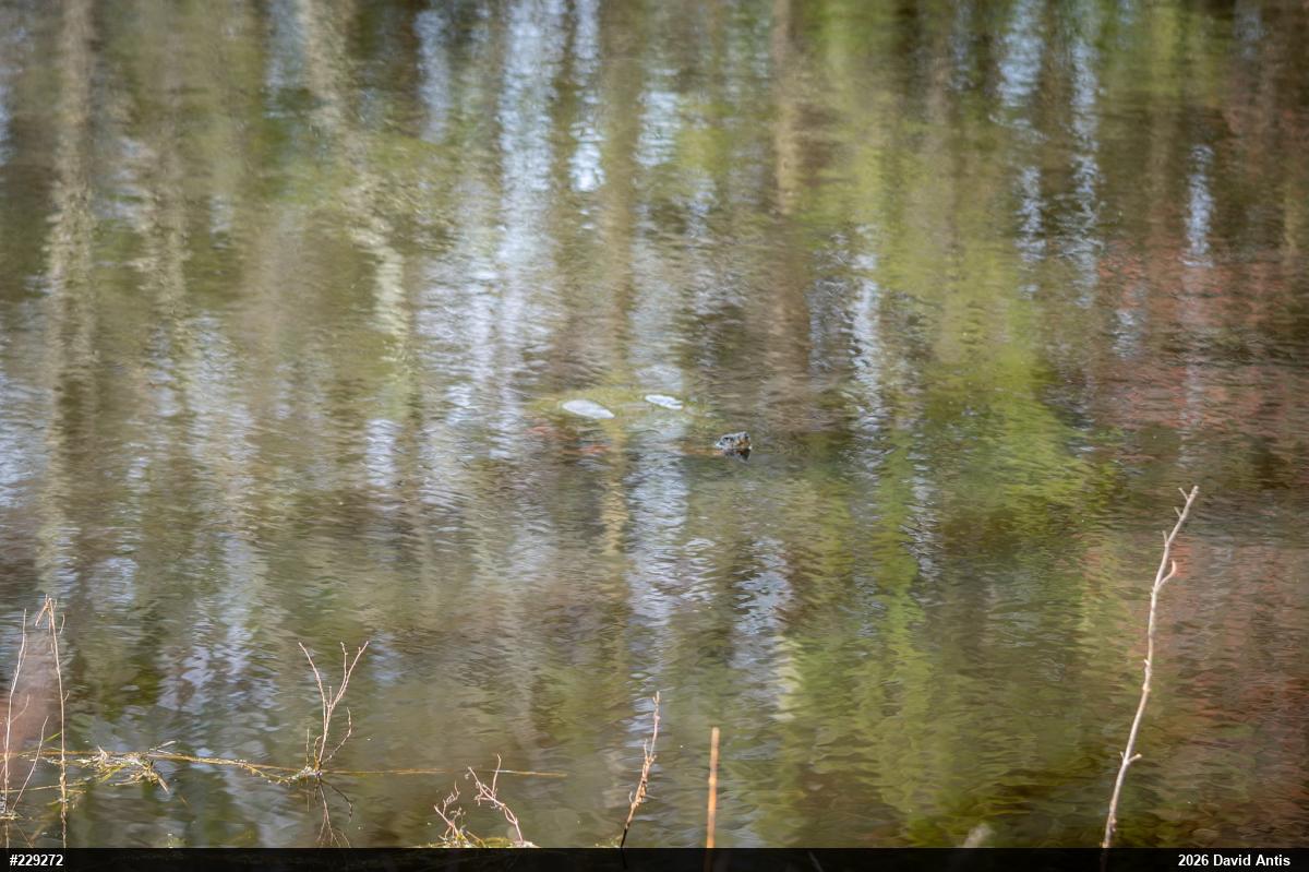 Snapping Turtle