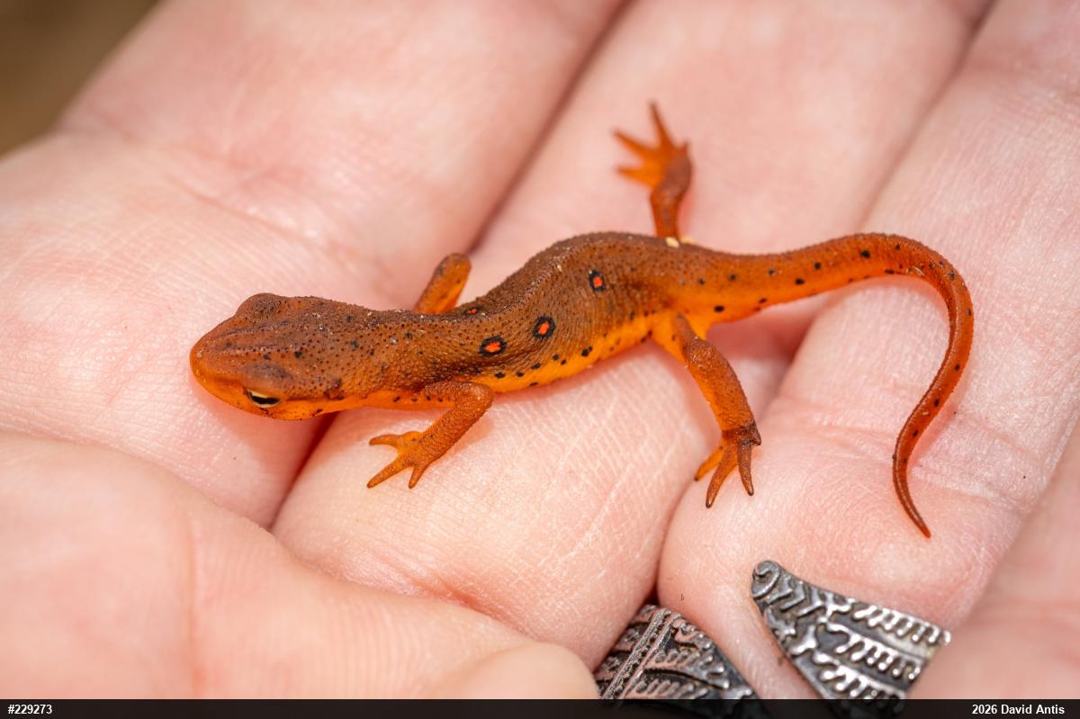Red-spotted Newt
