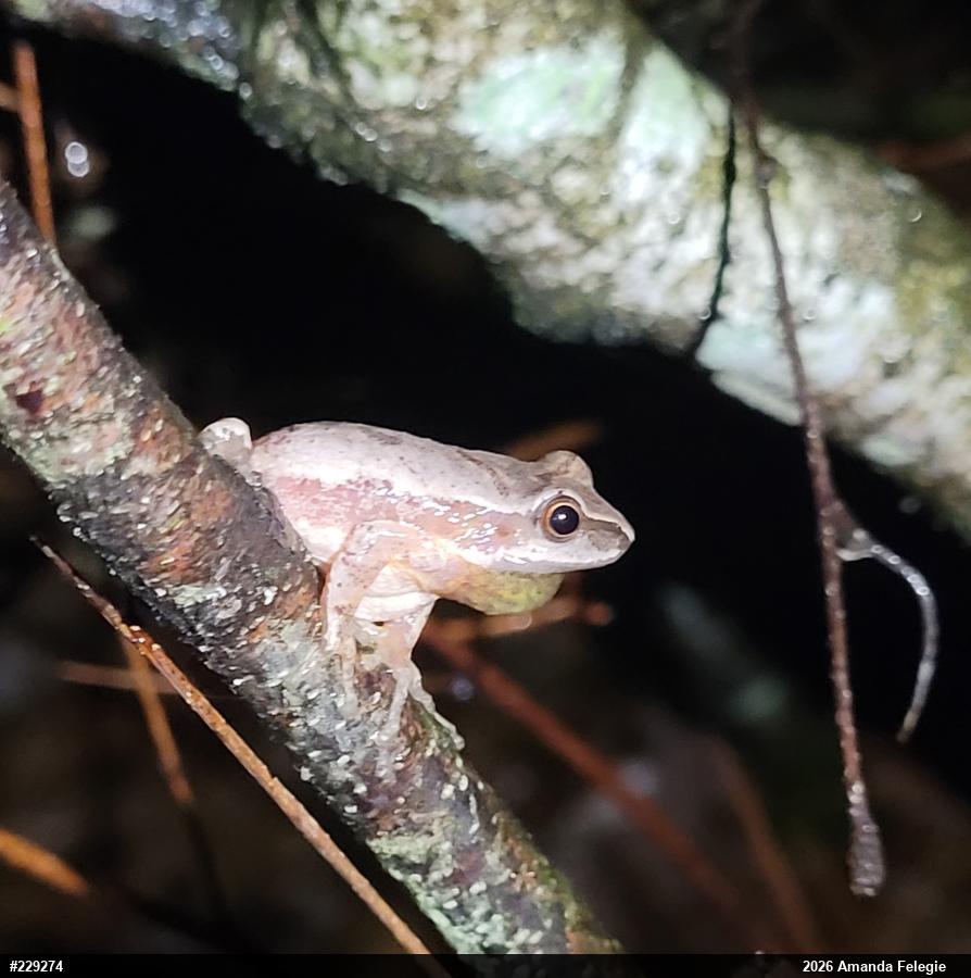 Spring Peeper