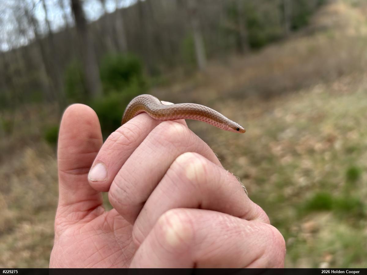 Eastern Wormsnake