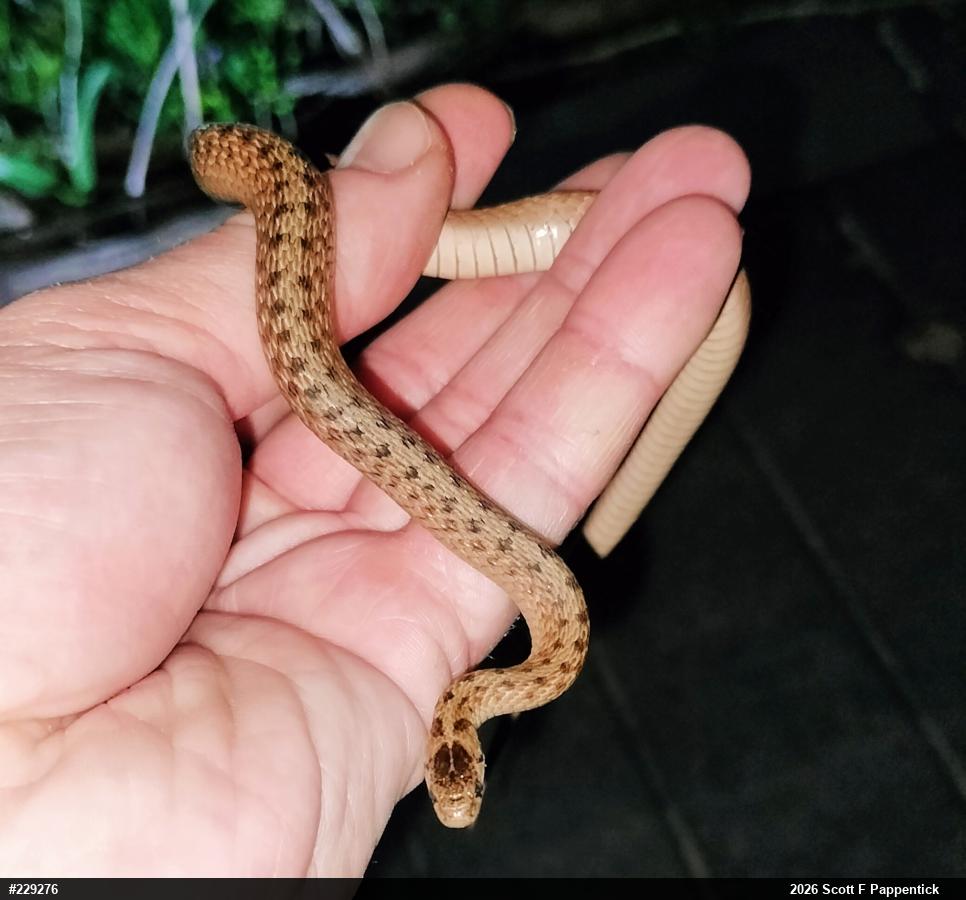 Dekay's Brownsnake