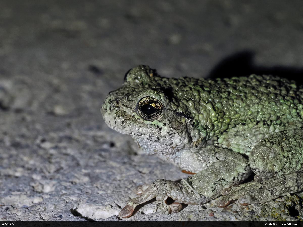Unknown Gray Treefrog