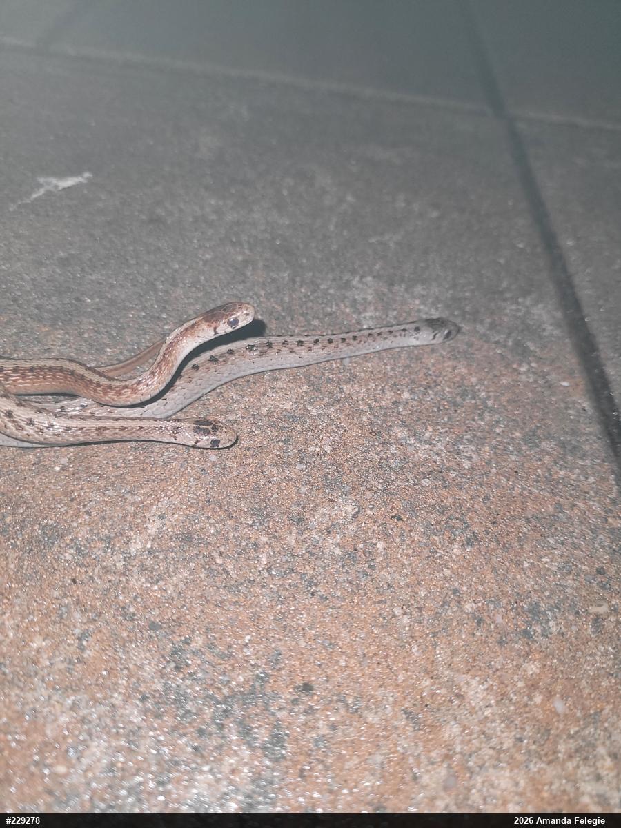 Dekay's Brownsnake
