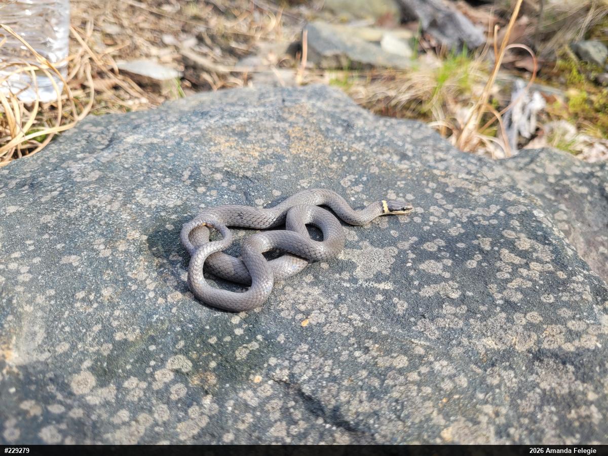Northern Ring-necked Snake