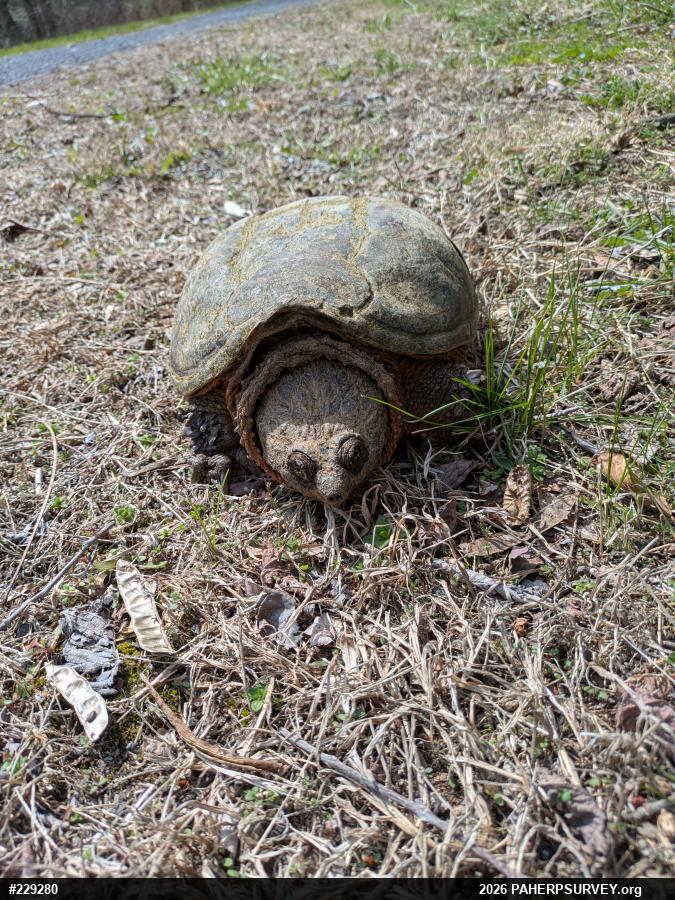 Snapping Turtle