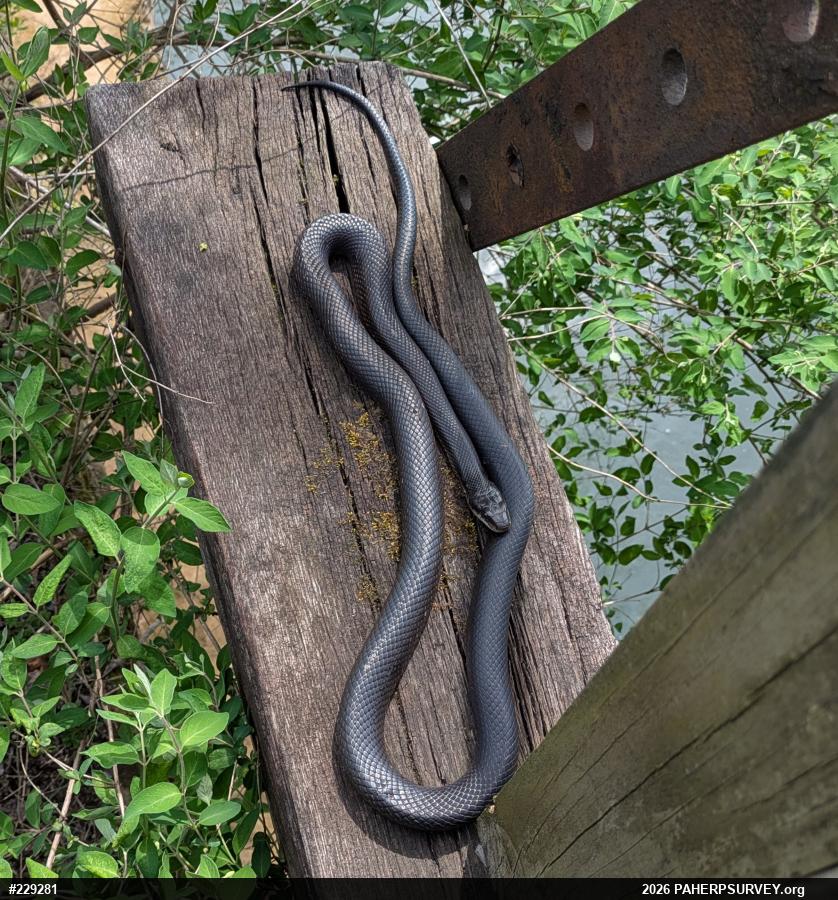 Eastern Ratsnake