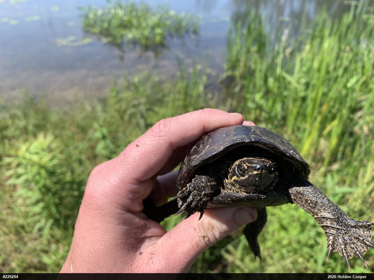 Eastern Musk Turtle