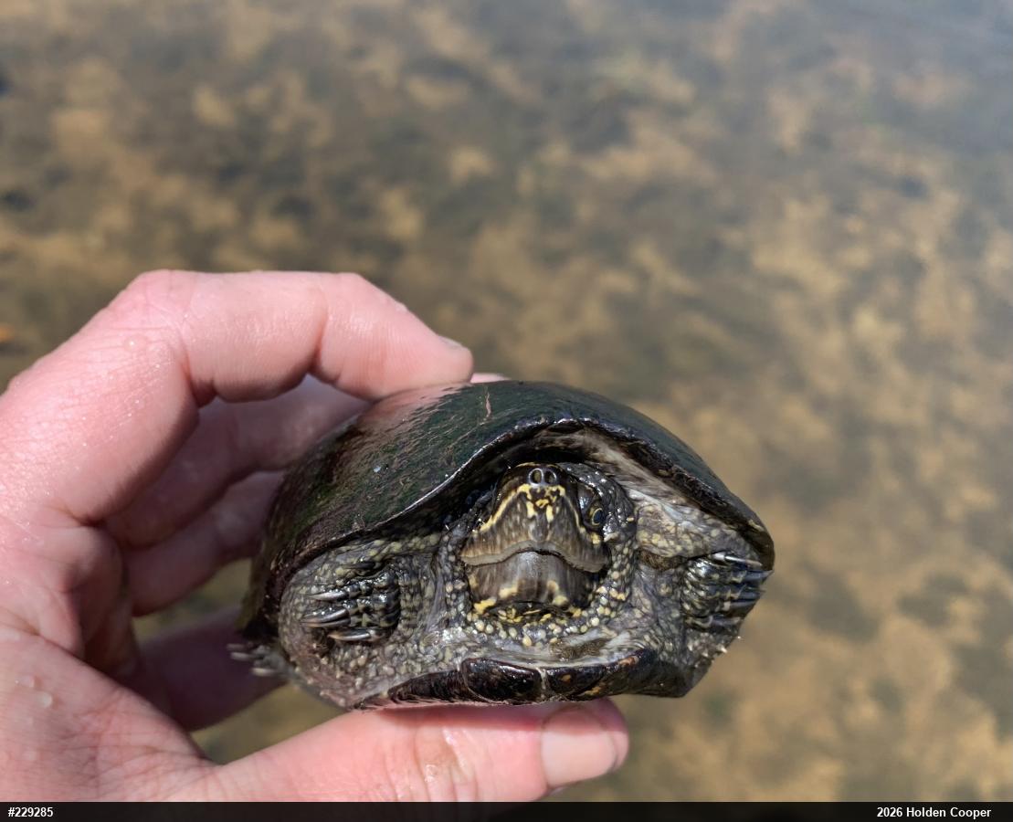 Eastern Musk Turtle