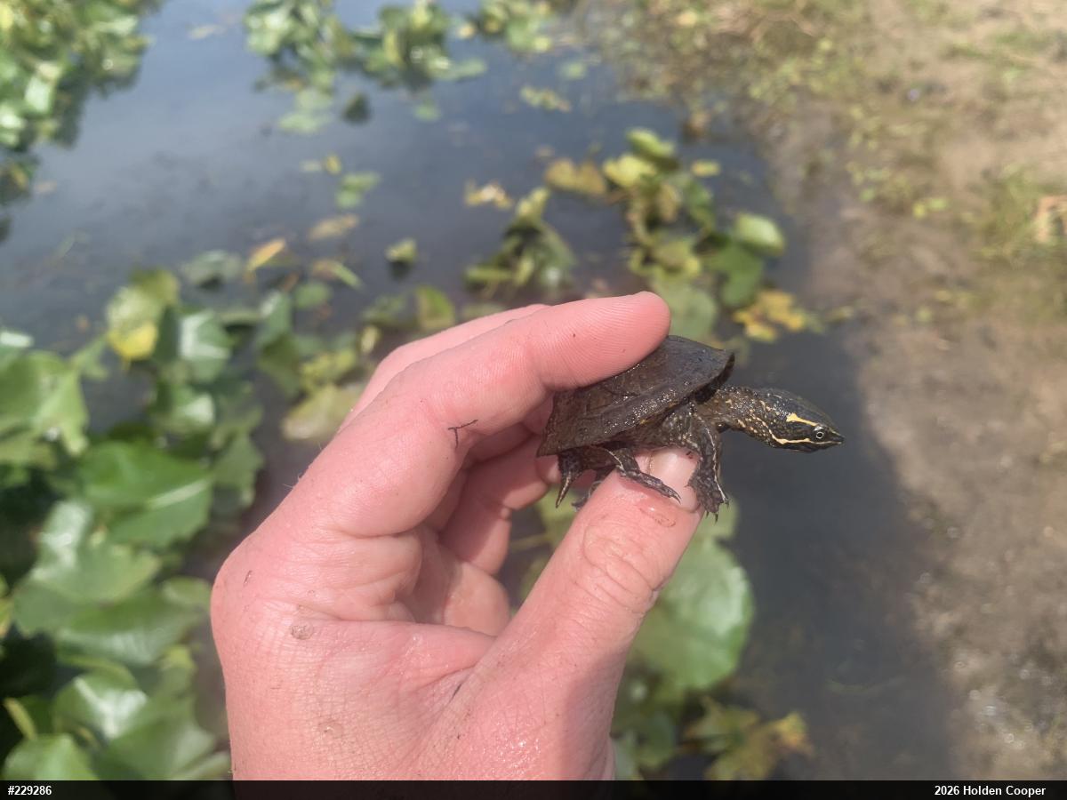 Eastern Musk Turtle