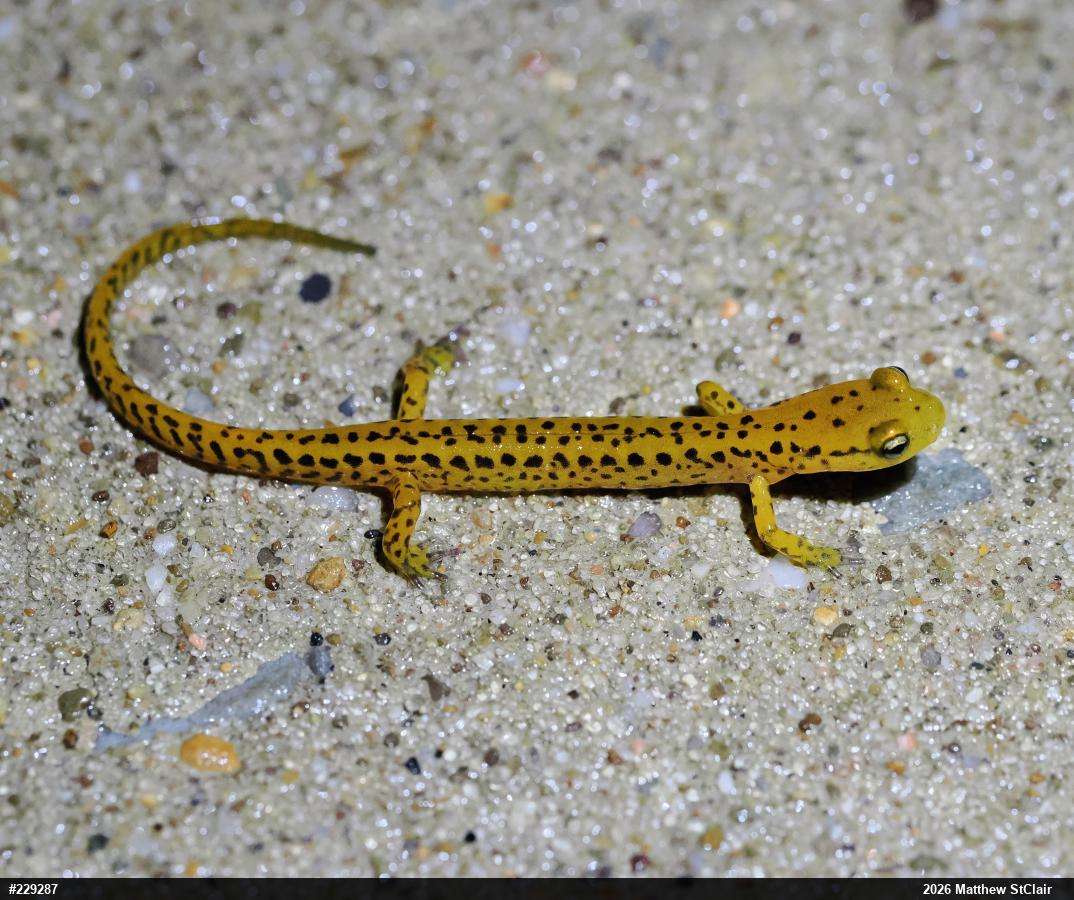 Eastern Long-tailed Salamander