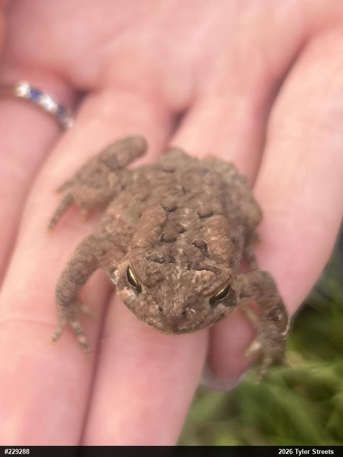 Eastern American Toad