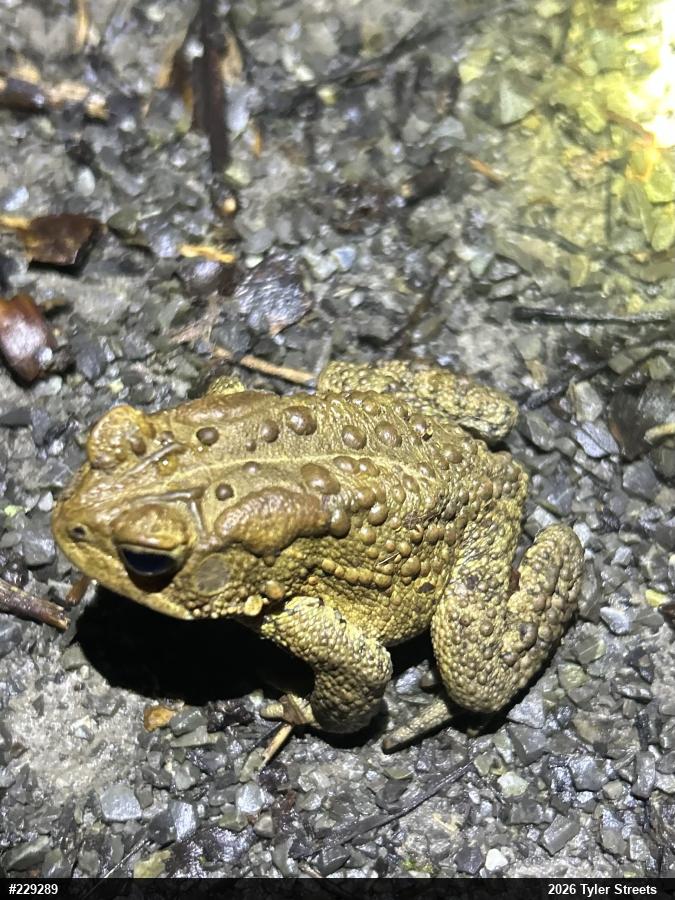 Eastern American Toad