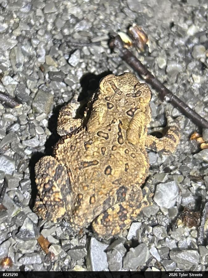 Eastern American Toad