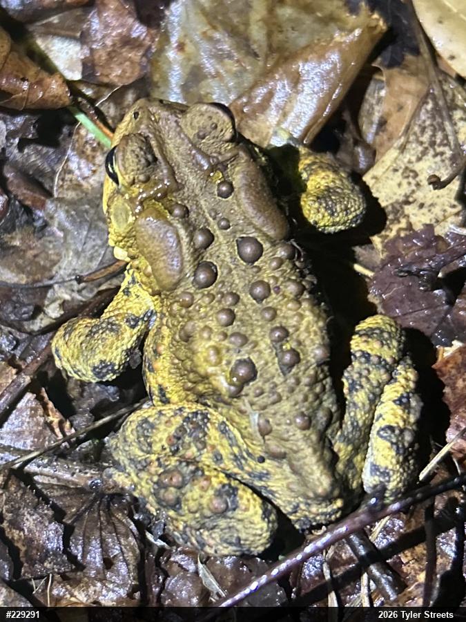 Eastern American Toad