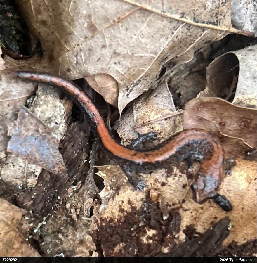 Eastern Red-backed  Salamander